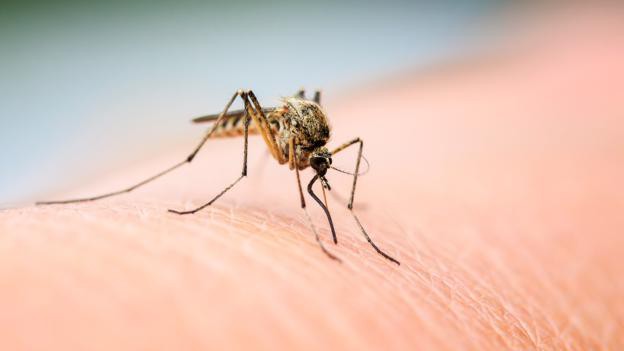 Khoảng 20% dân số thế giới mang các đặc điểm khiến họ dễ bị muỗi đốt hơn.